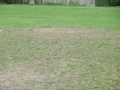 Some good reseeding by the Council. We now need it to be wet and warm. Not everyones choice tho.